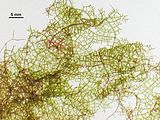 Aspetto della zona marginale del tallo